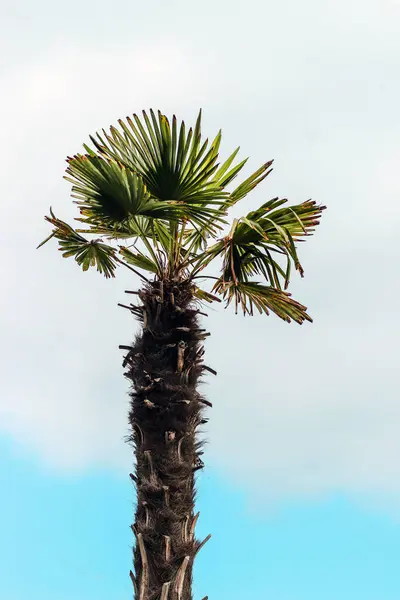 Palmen Vor Blauem Himmel Resort — Stockfoto