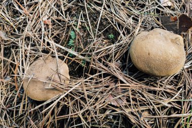 Ormandaki Xerocomellus chrysenteron kozalaklı kapağın arka planına karşı.