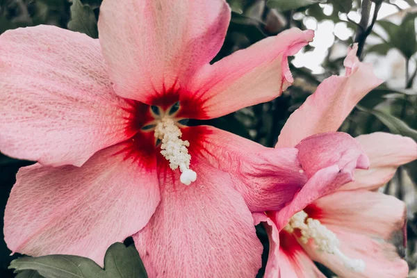 Flor Close Vermelho Lilás Enorme Jardim Hibisco — Fotografia de Stock