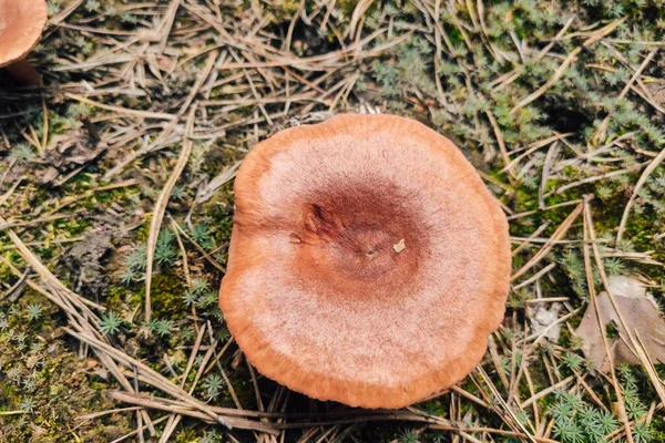 Lactarius Cichy Lesie Tle Pokrywy Iglastej — Zdjęcie stockowe