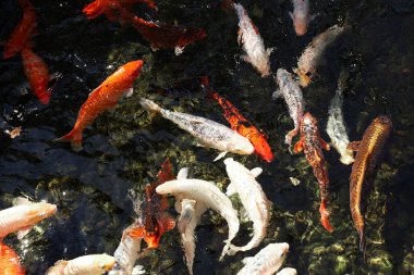 Parlak renkli koi balıkları huzurlu bir göletin berrak sularında zarifçe yüzerler. Balıklar çeşitli desenler ve renkler sergiliyor. Huzur ortamında canlı bir su manzarası yaratıyorlar..