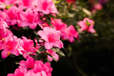 Parlak pembe açelyalar bahçeyi renklerle doldurur. Zarif taç yaprakları ve yeşil yapraklar sergilenir. Sahne, ilkbaharın özünü yakalar. Doğadaki sükuneti ve güzelliği davet eder..