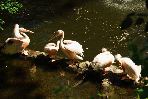 Several white pelicans gather on a rocky surface near a calm pond. The birds enjoy the sunny day creating a serene scene surrounded by lush greenery and sparkling water.