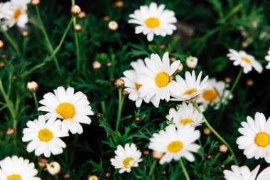 A vibrant scene of white daisies scattered among lush green leaves revealing their bright yellow centers. This delightful display occurs in a sunny garden showcasing natures beauty in full bloom.