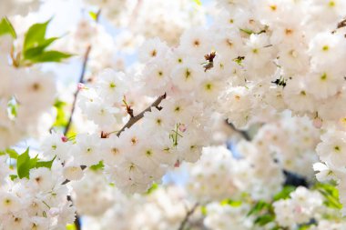 Delicate white cherry blossoms cover branches in full bloom. Soft sunlight filters through the petals creating a serene atmosphere in a tranquil garden during springtime.