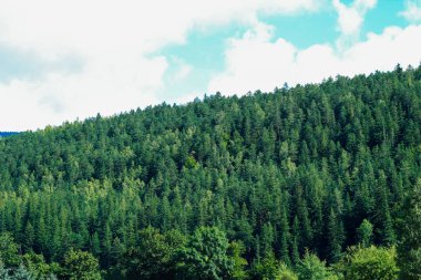 Manzara boyunca uzanan sık bir orman çeşitli ağaçlar ve zengin yeşillikler sergiliyor. Pofuduk bulutlar parlak mavi bir gökyüzünde süzülür sakin ve huzurlu bir doğal manzara yaratır..