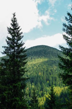 Parlak bir gökyüzünün altında kabarık bulutlarla kaplı canlı bir dağın çarpıcı manzarası. Uzun yeşil ağaçlar sahneyi çevreleyerek huzurlu ve huzurlu bir manzara yaratıyor..