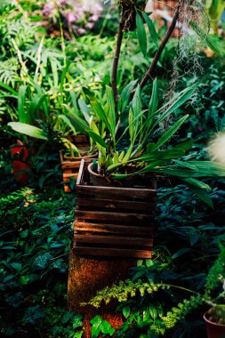 Güneş ışığı, paraşütün içinden süzülerek ahşap kaplarda sıralanmış çeşitli yeşil bitkileri aydınlatıyor. Yeşillik, canlı bir tropikal bahçe ortamında sakin bir atmosfer yaratır..