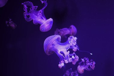 Birçok yarı saydam denizanası karanlık suda hareket eder vücutları yumuşak mor ve mavi ışıklarla aydınlatılır. Zarif hareketler sergiliyorlar büyüleyici bir sualtı sahnesi yaratıyorlar..