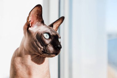 Farklı özelliklere sahip bir Sphynx kedisi sıcak güneş ışığını emen bir pencerenin kenarında oturur. Benzersiz derisi, geniş kulakları ve anlamlı gözleri oyuncu tavrını sergileyen ilginç bir manzara yaratır..
