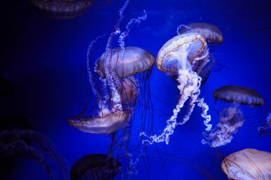 Denizanaları, lacivert bir akvaryumda huzur içinde yüzerler. Vücutları hafifçe aydınlanır. Dokunaçlar, güzellikleri ve hareketleriyle izleyicileri büyüleyen sakin bir sahne yaratarak yavaşça sürüklenirler..