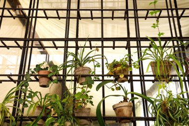 Yeşil bitkiler kil çömleklerde sergilenir. Yaratıcı metal bir ızgarada, sıcak bir alanda. Güneş ışığı pencerelerden süzülerek yeşil enerjiyi arttırır ve rahatlatıcı bir atmosfer yaratır..