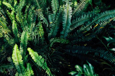 A dense arrangement of various ferns fills a garden displaying a rich tapestry of green shades.