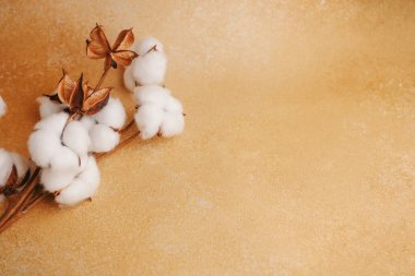 A cotton branch with soft white blooms is displayed against a warm golden background. The contrast highlights the delicate texture of the cotton and the natural elegance of the plant.