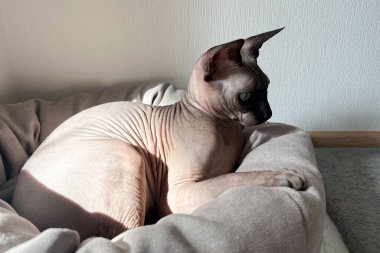 Bir sfenks kedisi yumuşak bir yatakta kıvrılır ve öğleden sonra ışığının tadını çıkarır. Benzersiz kılsız derisi, yakınlardaki bir pencereden sakin bir şekilde dışarı bakarken belirgin kırışıklıklar gösteriyor..