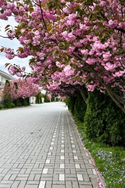 Sessiz bir patika, çiçek açan kiraz ağaçlarıyla doludur. Baharda güzel bir manzara yaratır. Pembe çiçekler, yeşil çitlerin çevreyi davetkar ve huzurlu kılmasıyla tezat oluşturuyor..