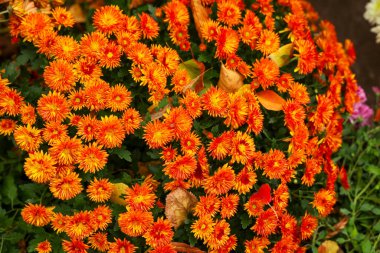 Bahçe vitrinleri, sonbahar mevsiminde açan parlak turuncu çiçeklerden oluşan bir demet. Düşen yapraklar canlı çiçekleri sarıyor. Sonbahar güzelliğine bir dokunuş ekliyor..