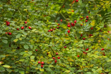 Yeşil yapraklarla dolu yoğun çalılıklarda büyüyen küçük kırmızı meyveler görülüyor. Bahçe, güneş ışığının yaprakların arasından süzülüp bitkileri ayrıntılı olarak gösterdiği bir bahçe..