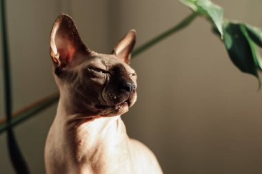 Bir Sfenks kedisi yeşil bir bitkinin yanında otururken güneş ışığının sıcaklığından zevk alır. Kedilerin gözleri kapalı ve odanın yumuşak ışığında rahatlamış görünüyor..