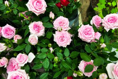 Canlı bir pembe gül görüntüsü, çeşitli tonlar ve boyutlarda sahneyi doldurur. Çiçekleri çevreleyen yeşil yapraklar bahar boyunca canlı bir pazar ortamında verimli bir atmosfer yaratıyor..