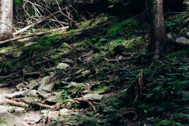Kayalar ve yeşil bitkiler bir orman bölgesindeki zemini kaplıyor. Güneş ışığı ağaçların arasından süzülerek orman zemininde gölgeler oluşturur. Ayar doğal elementler ve toprak tonlarının karışımını gösteriyor..
