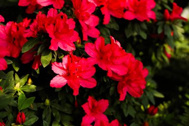 Parlak pembe çiçekler açık ve canlı bir bahçe ortamında. Bu çiçekler yeşil yapraklarla çevrili..