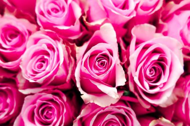 Güller birbirine yakın bir şekilde gruplandırılır ve pembenin farklı tonlarını gösterirler. Bu gösteri düğün partileri ya da dekorasyon gibi etkinlikler için kullanılabilir. Çiçekler doğal güzelliklerini ve çekiciliklerini gösteriyor..