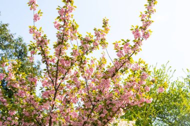 Kiraz ağacı, dalları kaplayan pembe çiçeklerle tam çiçeklenmiştir. Ağaç, bahar mevsimi boyunca açık mavi gökyüzünün altında yeşil yapraklar ve çimlerle çevrili bir parkta duruyor..