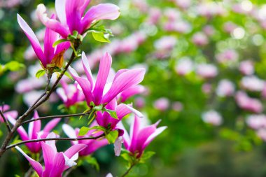 Manolya çiçekleri baharda bir bahçedeki bir dalda çiçek açarlar. Arka planda daha çok çiçek ve yeşil yapraklar görünüyor. Sahne, doğanın güzelliğini tam çiçeklenirken yakalar..