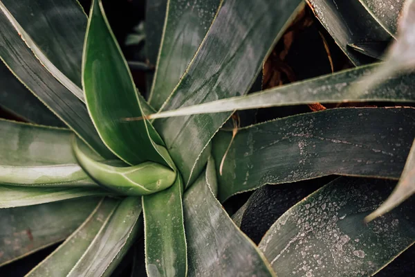 Bahçe ortamında yeşil yapraklar görülebilir. Bitkiler eşsiz şekiller ve dokular gösteriyor. Güneş ışığı yüzeylerindeki detayları vurgular. Su damlacıkları bazı yapraklarda mevcuttur.