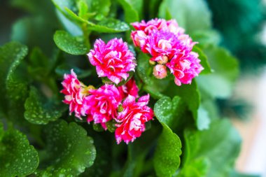 Parlak pembe çiçekler yeşil yaprakların arasında canlı bir ortamda yetişir. Yaprakların üzerindeki su damlacıkları taze bir görünüm yaratıyor. Bu sahne, doğanın en güzel günışığını yakalar..
