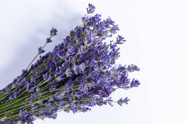 Beyaz arka planda bir demet lavanta düzenlenir. Mor çiçekler, canlı renklerini gösteren sıkı bir şekilde gruplandırılırlar. Taze bitki doğal bir güzellik hissi verir..