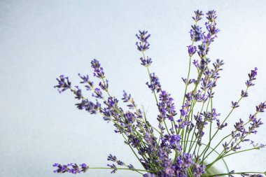 Lavanta çiçekleri, açık gri arkaplan üzerinde canlı mor renkler gösteren saplarıyla yukarı doğru sıralanır. Bu ayar çiçeğin şeklini ve detaylarını vurgular.