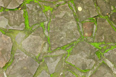 Taşlar yere saçılmış ve aralarında yeşil yosun yetişiyor. Yol bir parkta ve fotoğraf gün ışığında çekiliyor. Ayar, taşın doğal elementlerini ve dokularını gösteriyor..