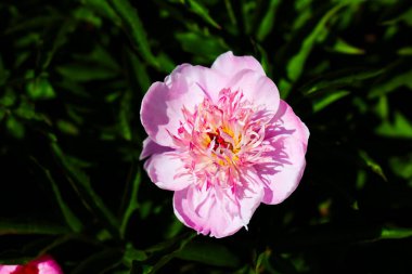 Bir bahçede, güneş ışığı altında pembe bir çiçek tamamen açılır. Yapraklar yeşil yapraklarla çevrili yumuşak ve kabarık. Bahar mevsiminde doğanın güzelliğini gösteriyor..
