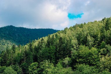 Uzun ağaçlar bulutlu bir gökyüzünün altında dağ yamacında yetişir. Güneş ışığı ağaç yapraklarının arasından parlıyor. Yeşil yapraklar araziyi kaplıyor. Sahne, arka planda tepelerle birlikte doğayı gün ışığında gösteriyor..