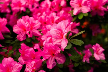 Parlak pembe açelya çiçekleri, güneş ışığı altındaki canlı renklerini gösteren bahçeyi doldurur. Çiçekleri çevreleyen yeşil yapraklar bahar mevsiminde doğal bir zemin oluşturuyor..