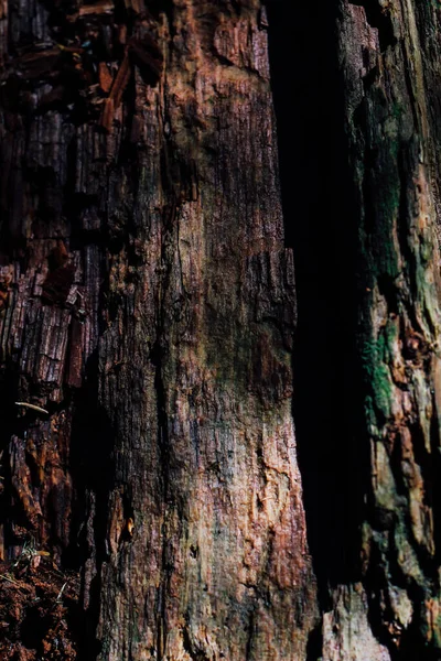 Ağaç kabuğunun pürüzlü dokusu çatlak ve desenli. Güneş ışığı kabuğa vuruyor ve özelliklerini vurguluyor. Orman, ağacı çevreleyen doğal elementlerle dolu..