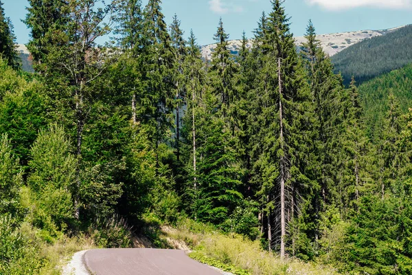 Bir orman bölgesinde uzun yeşil ağaçlarla çevrili dolambaçlı bir yol görülür. Parlak güneş ışığı dalların arasından süzülüyor. Dağlar berrak mavi gökyüzünün altında görülebilir..