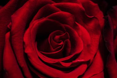 Kırmızı bir gül odak noktasında sarmal taç yapraklarını gözler önüne seriyor. Gülün derin bir rengi var ve ışıklandırma her yaprağın pürüzsüz dokusunu gösteriyor ve doğal kıvrımları ve şekilleri vurguluyor..