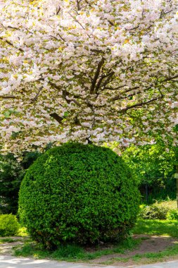 Beyaz ve pembe çiçekli bir çiçek ağacı bir park ortamındaki yuvarlak yeşil bir çalılığın üzerinde oturur. Sahne parlak yeşillikleri ve baharda bitkilerin üzerinde parlayan güneşi gösteriyor..