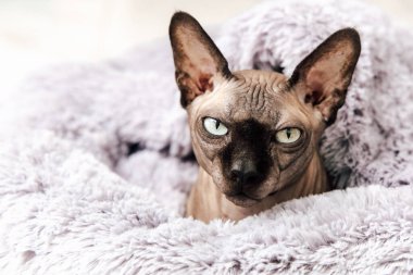 Belirgin özelliklere sahip Sphynx kedisi yumuşak bir battaniyenin içinde rahatça oturur. Kedi evdeyken ve battaniyenin sıcaklığının tadını çıkarırken rahat görünüyor. Güneş ışığı uzayı aydınlatır..