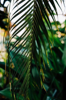 Diğer yeşilliklerle dolu bir bahçedeki bir bitkiden sarkan uzun yeşil bir yaprak. Güneş ışığı yaprakların arasından süzülür ve aşağıdaki yapraklarda gölgeler ve gölgeler yaratır..