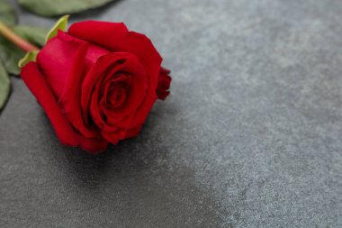 Yakınlarda yeşil yaprakları olan koyu bir yüzeyde kırmızı bir gül yatıyor. Yapraklar, zengin renklerini göstermek için sonuna kadar açık. Bu sahne çiçeğin güzelliğini basit bir zarafetle yakalar..