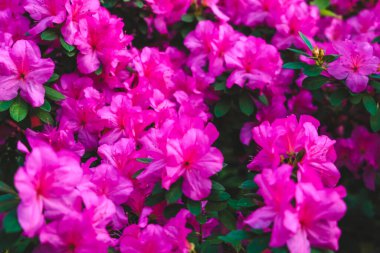 Baharda bahçeyi parlak pembe çiçekler kaplar. Açelyalar tam çiçeklenme halindeler ve canlı bir sahne yaratıyorlar. Çiçekleri çevreleyen yeşil yapraklar açık alana renk katıyor.