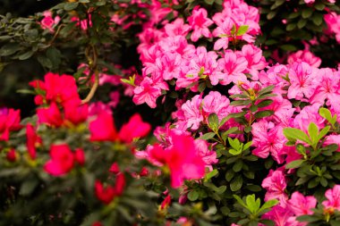 Bir bahçe pembe ve kırmızı tonlarda açan çiçeklere sahiptir. Birkaç çalılık kalın çiçek kümeleri sergiler. Bitkiler canlı ve doğal ışık altında yeşil yapraklarla çevrili..