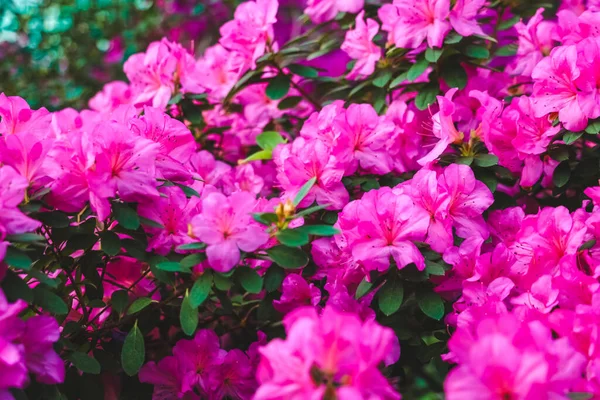 Parlak pembe çiçekler tüm çiçeklerini sergileyerek bahçeyi doldurur. Yeşil yapraklar çiçekler için bir fon sağlar. Bu sahne, doğanın tamamen geliştiği baharda meydana gelir..
