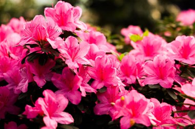 Pembe açelya çiçekleri bahçeyi parlak çiçeklerle doldurur. Bu sahne baharın gelişini ve çiçeklerin açılışını gösteriyor. Arılar etrafta vızıldayabilir..