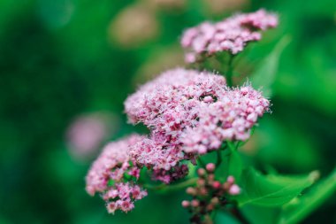 Japon Spiraea pembe çiçekleri bahçede çiçek açar. Yeşil bir arka planda canlı görünüyorlar. Güneş ışığı çiçeklerin üzerinde parlıyor, detaylarını vurguluyor..