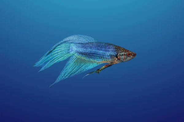 Mavi Yarım Ay Betta Balığı Mavi Arkaplanda İzole Edildi.